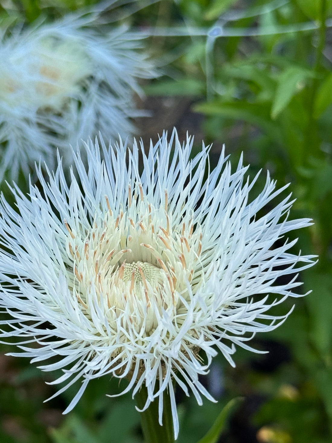 Centaurea - Aloha Blanca