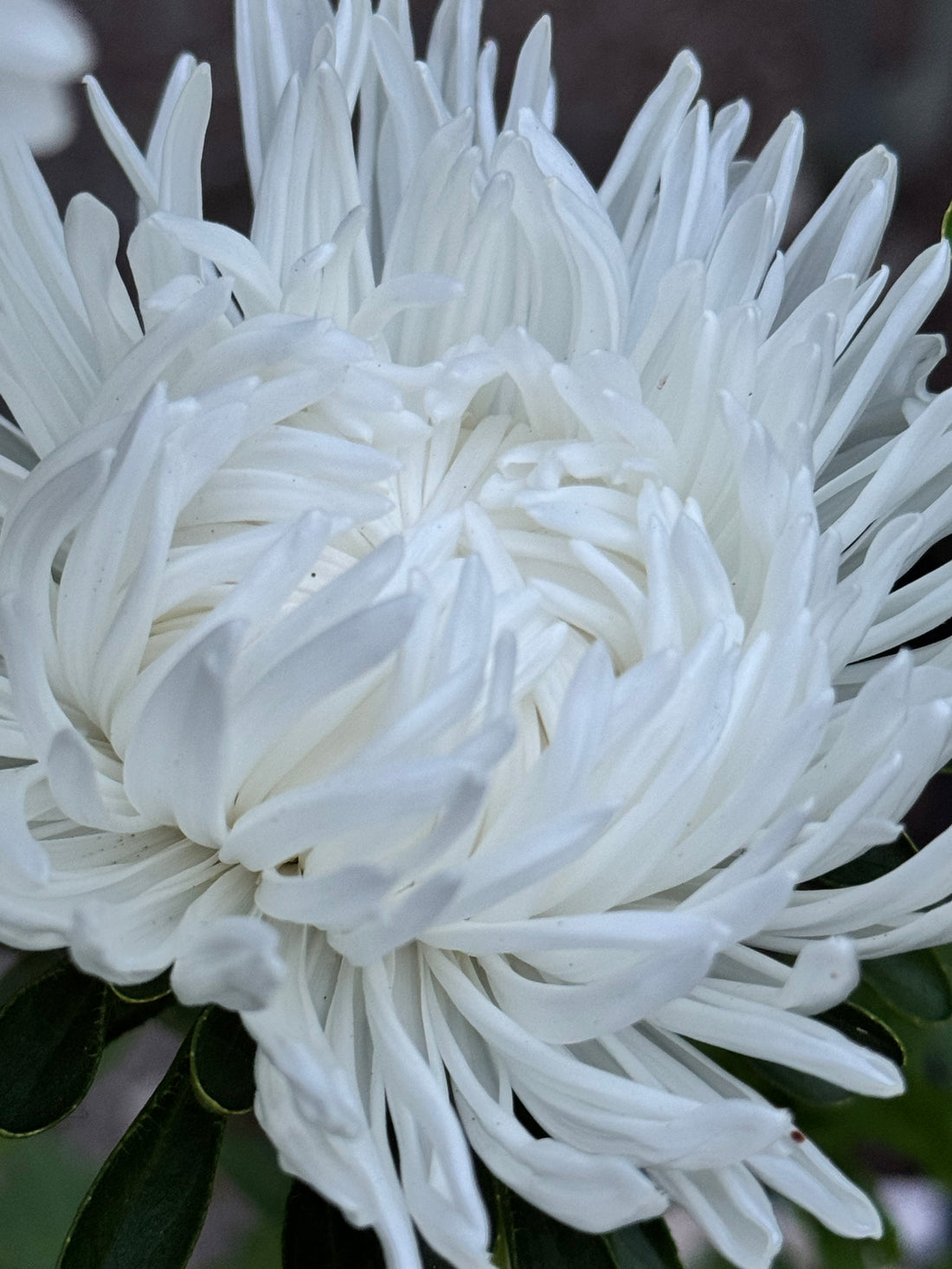 Aster - King Size White