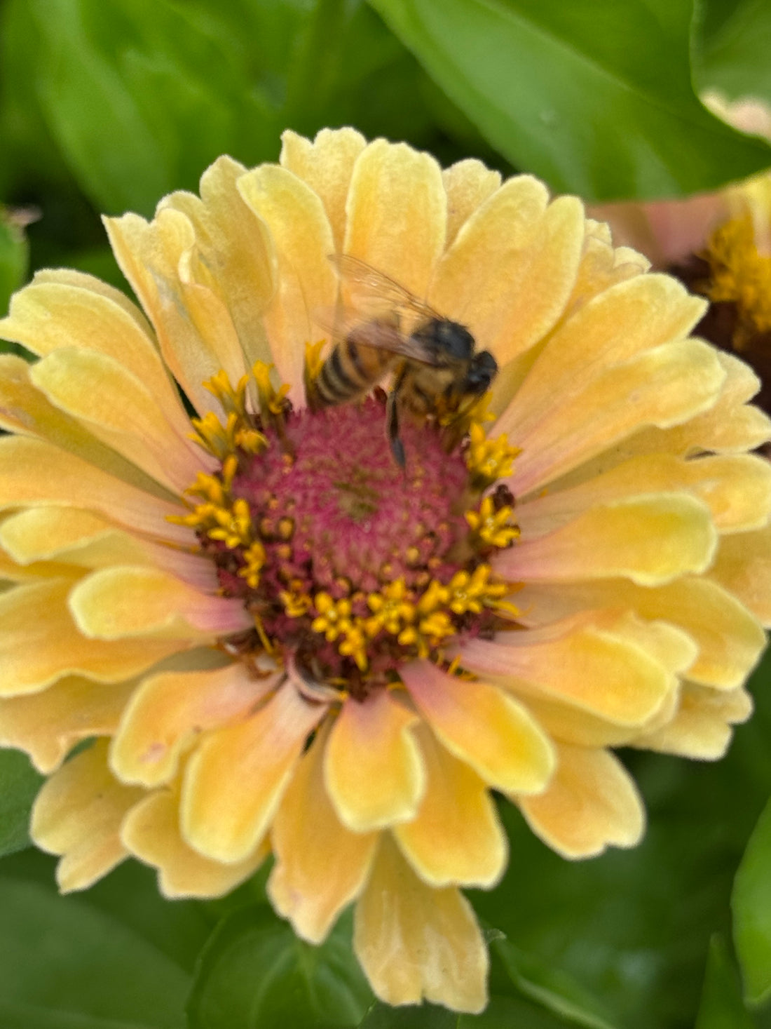 Zinnia Fresh Garden Bunch
