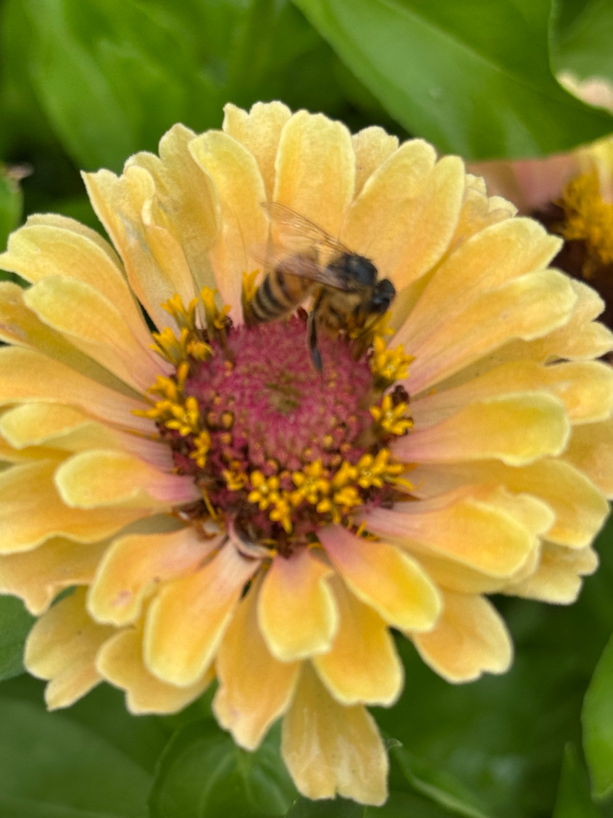 Zinnia Fresh Garden Bunch