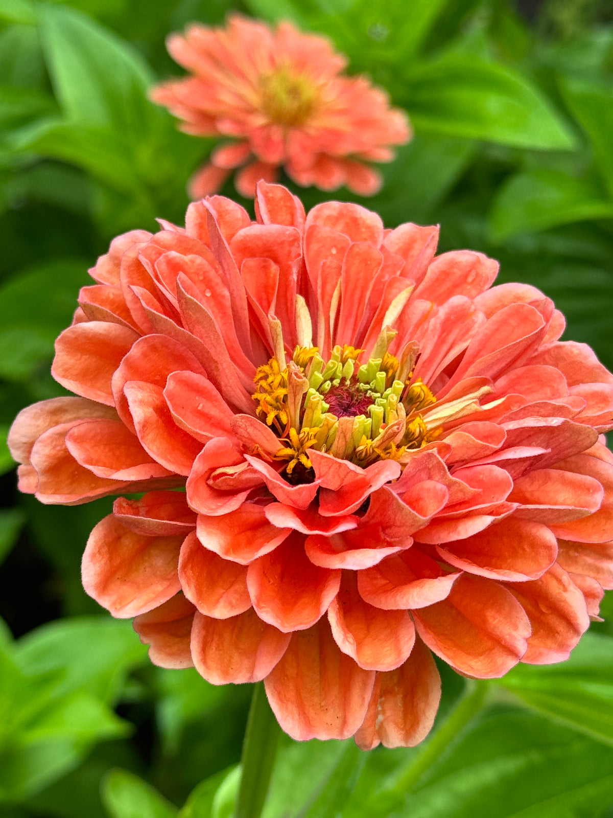 Zinnia Fresh Garden Bunch