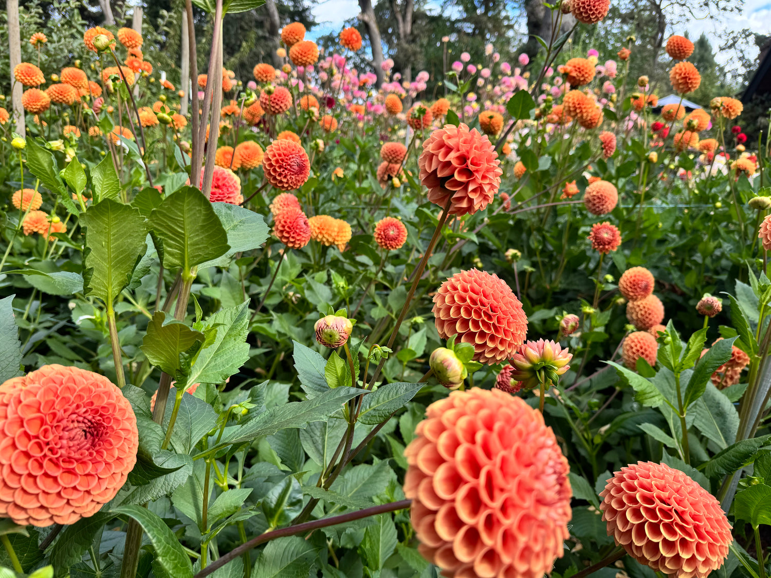 Dahlias from season to season