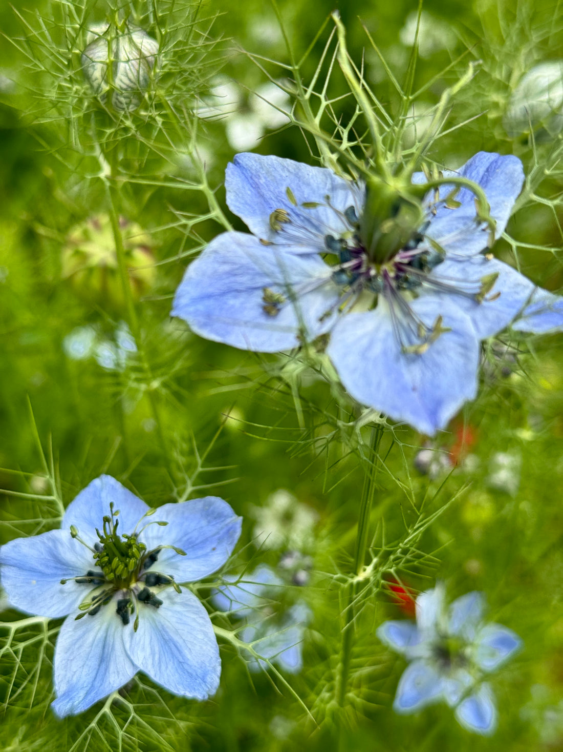 Nigella Miss Jekyll Blue (20 stems)