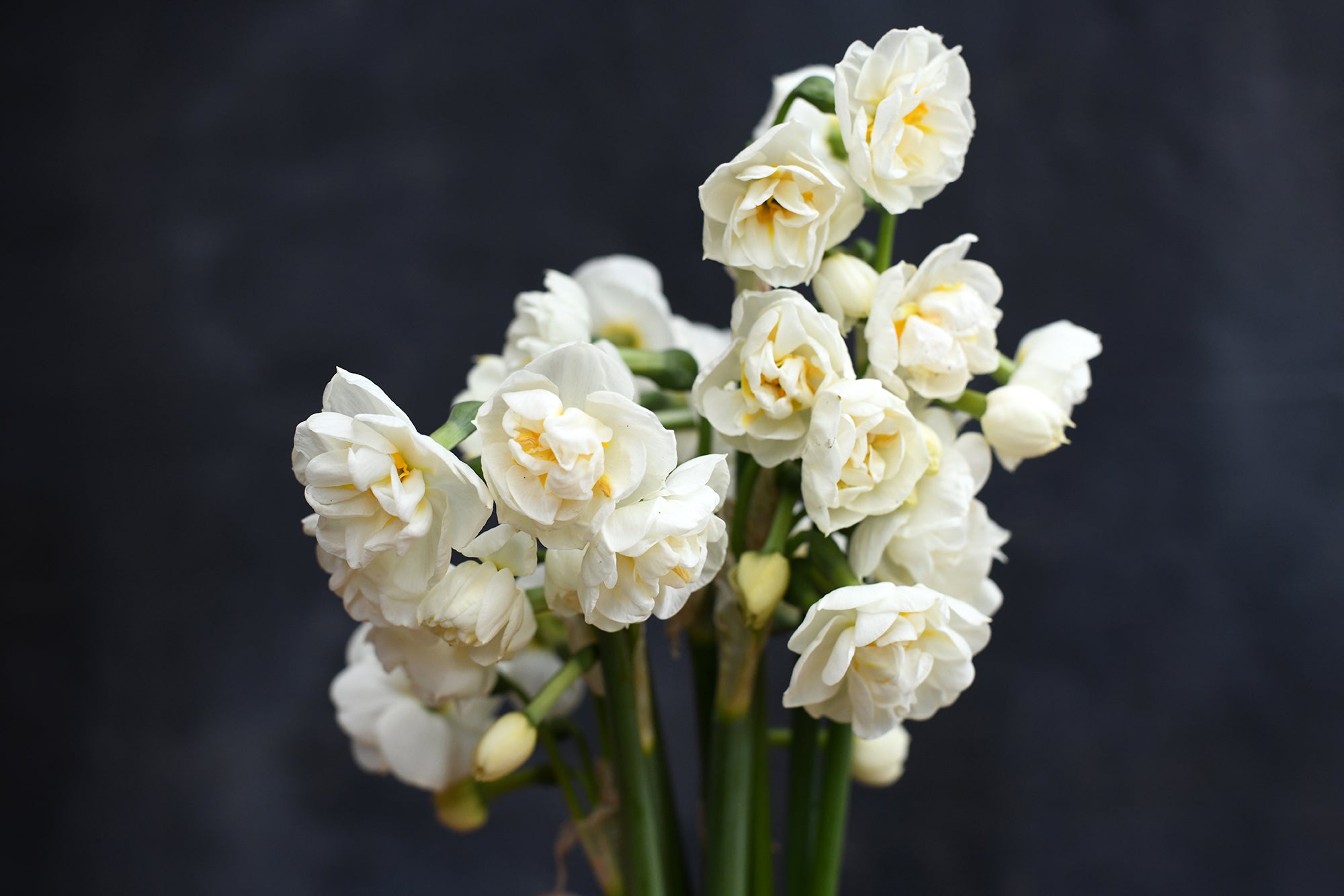 2025 Petite Posies Subscription - 6 Posies