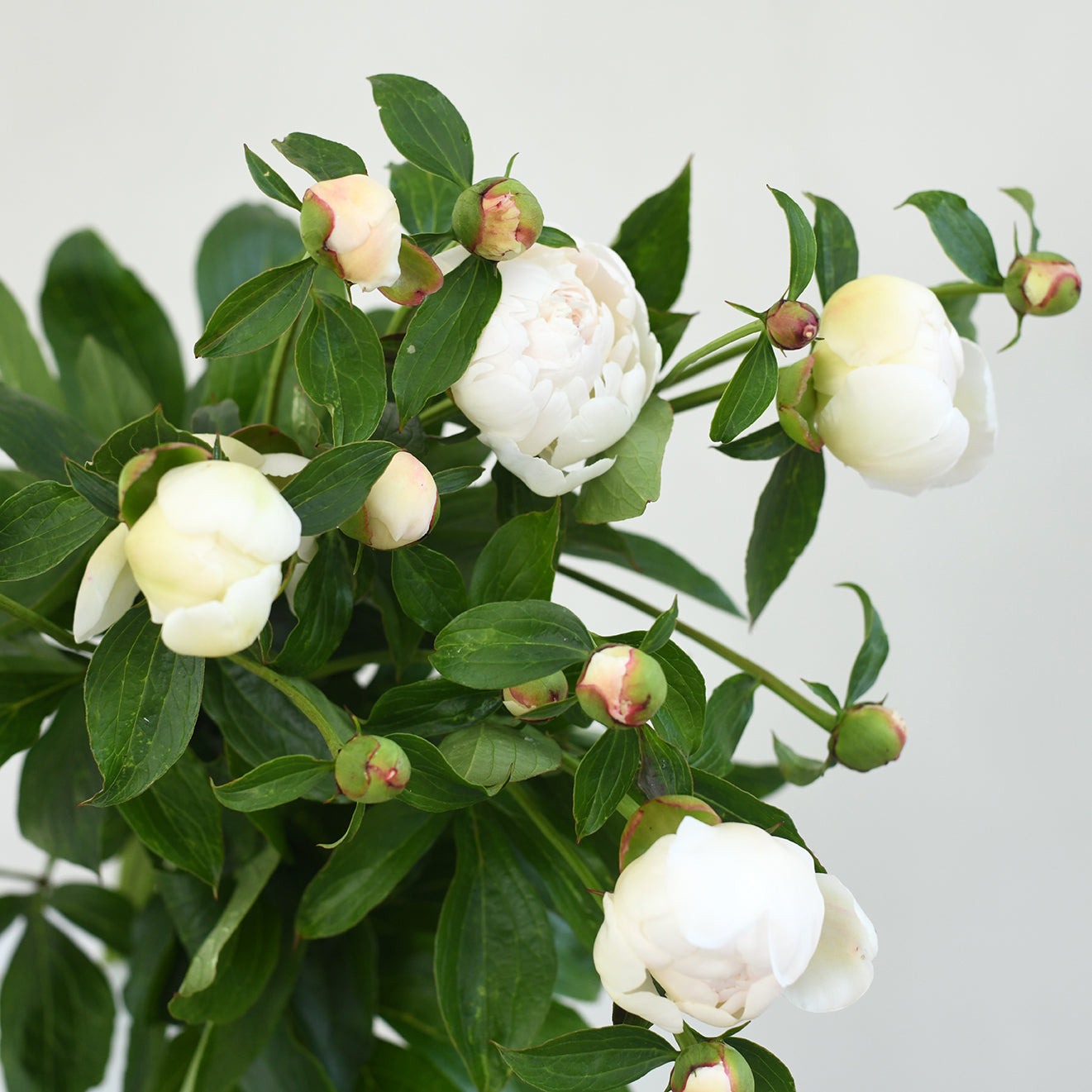 Peony bunch (7 stems)