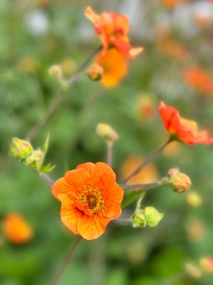 Geum - Totally Tangerine