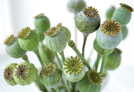 Poppy Pods - Green