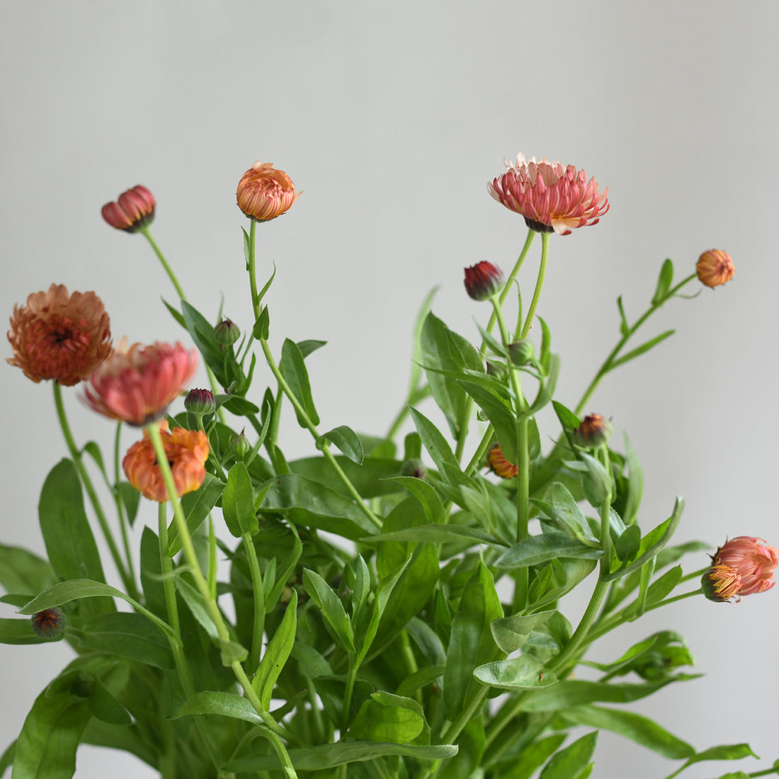 Calendula - Strawberry Blonde
