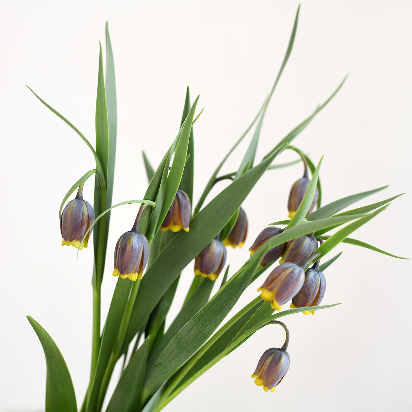 Fritillaria - Uva-vulpis