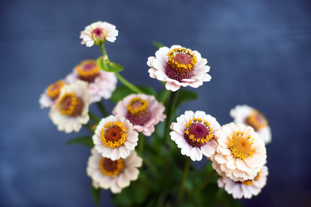 Zinnia - Little Flower Girl