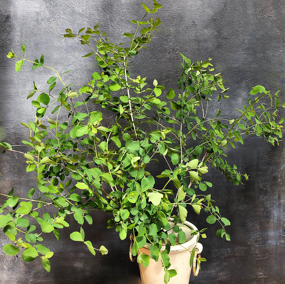 Snowberry Foliage