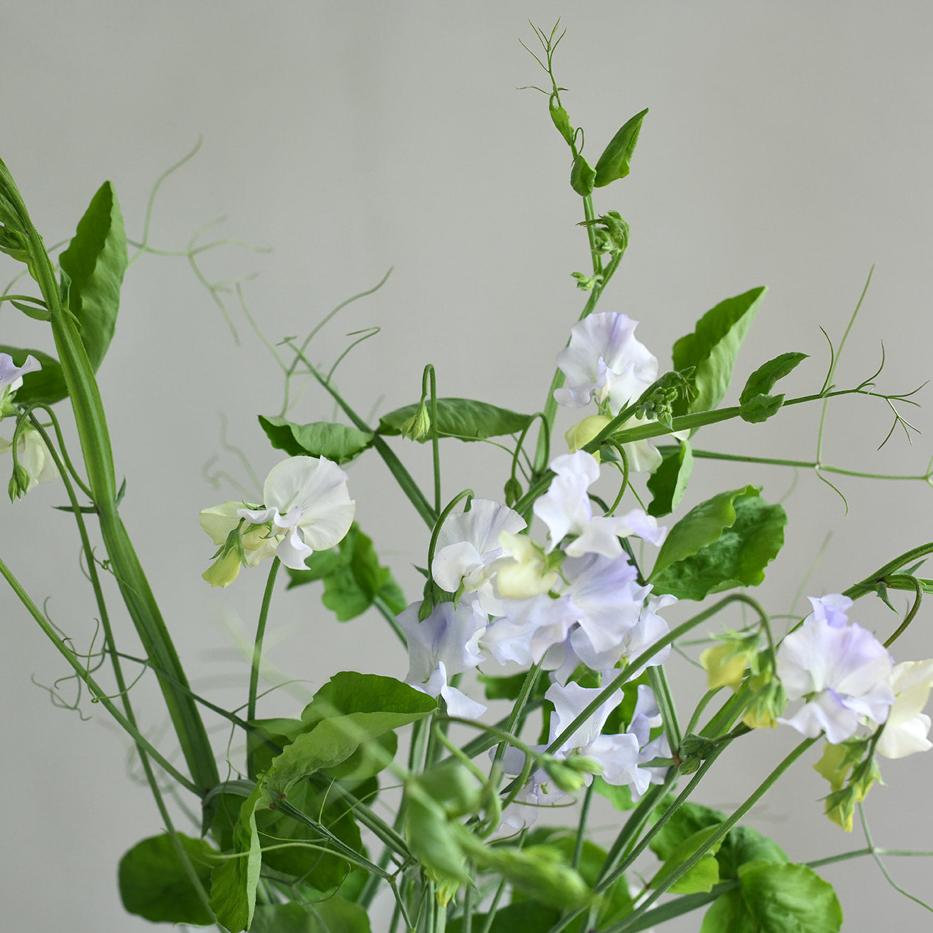 Sweet Pea, vining - Jack Everleigh