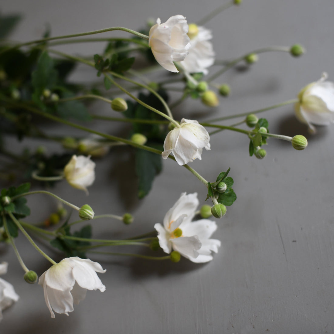 Japanese Anemone - White
