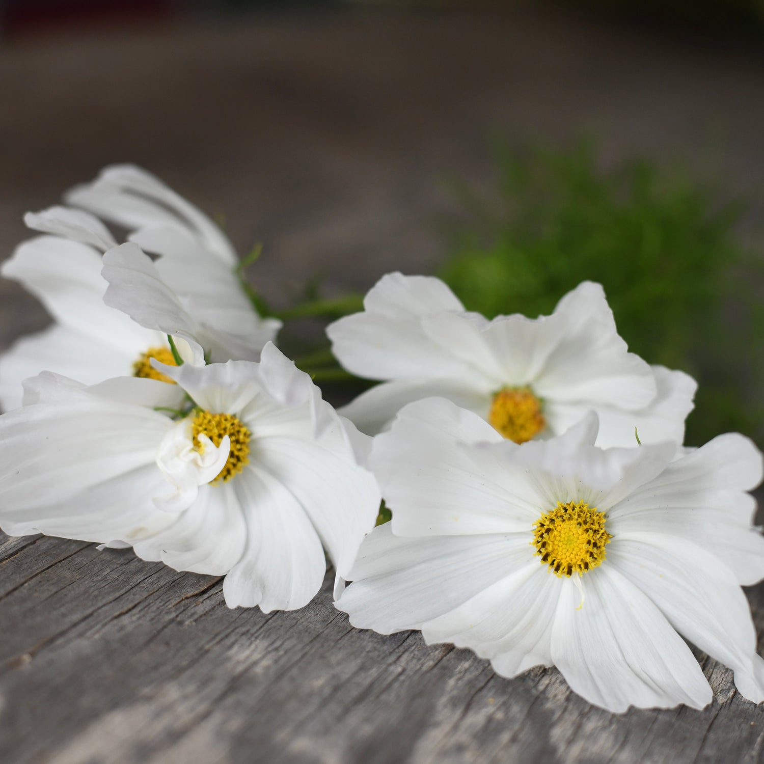 Cosmos - White