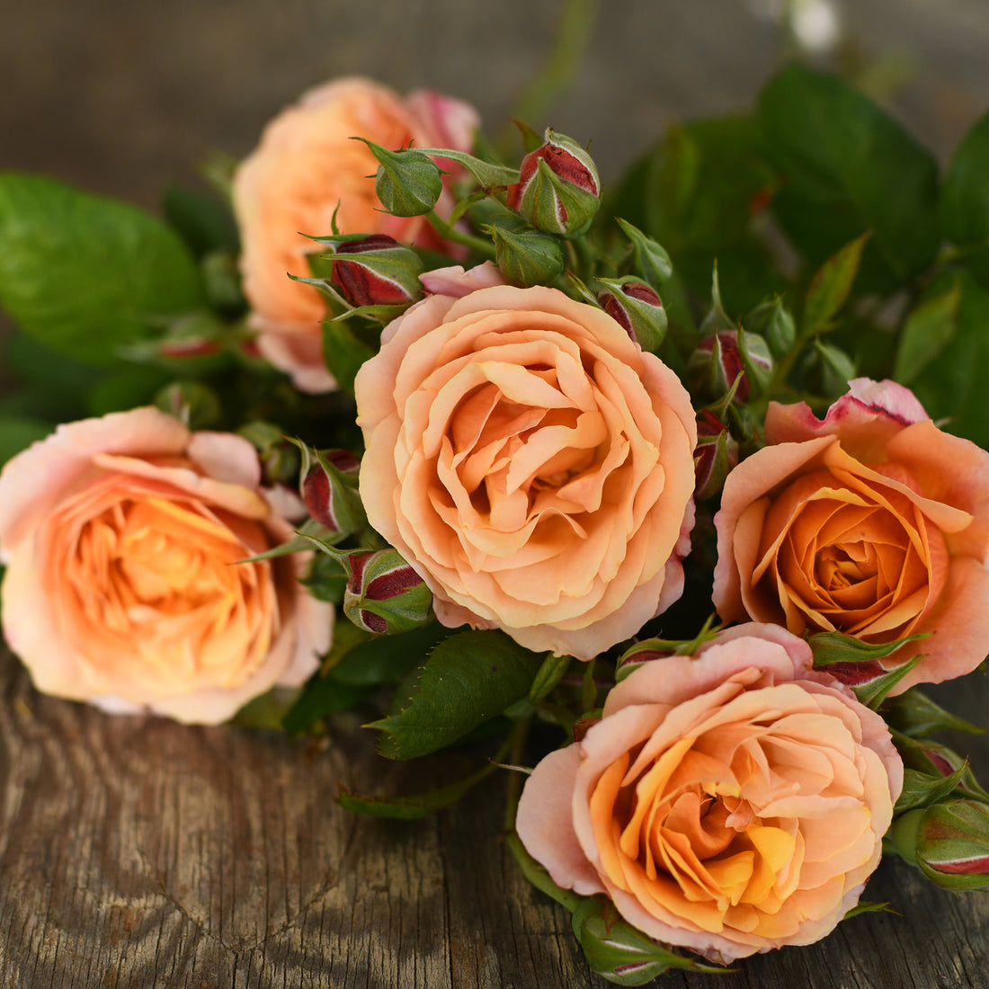 Rose - State of Grace