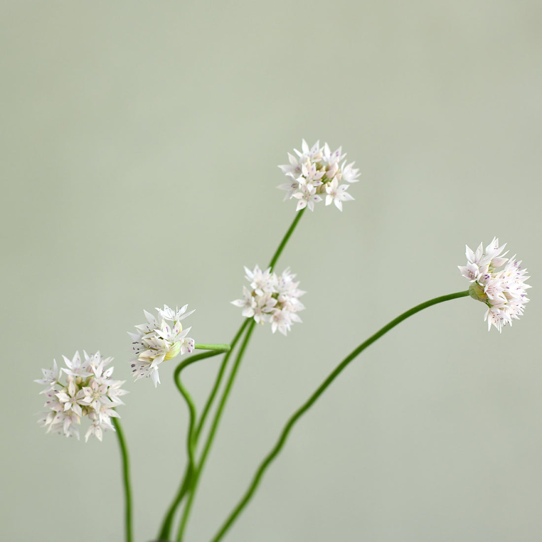 Allium - Graceful Beauty - Short