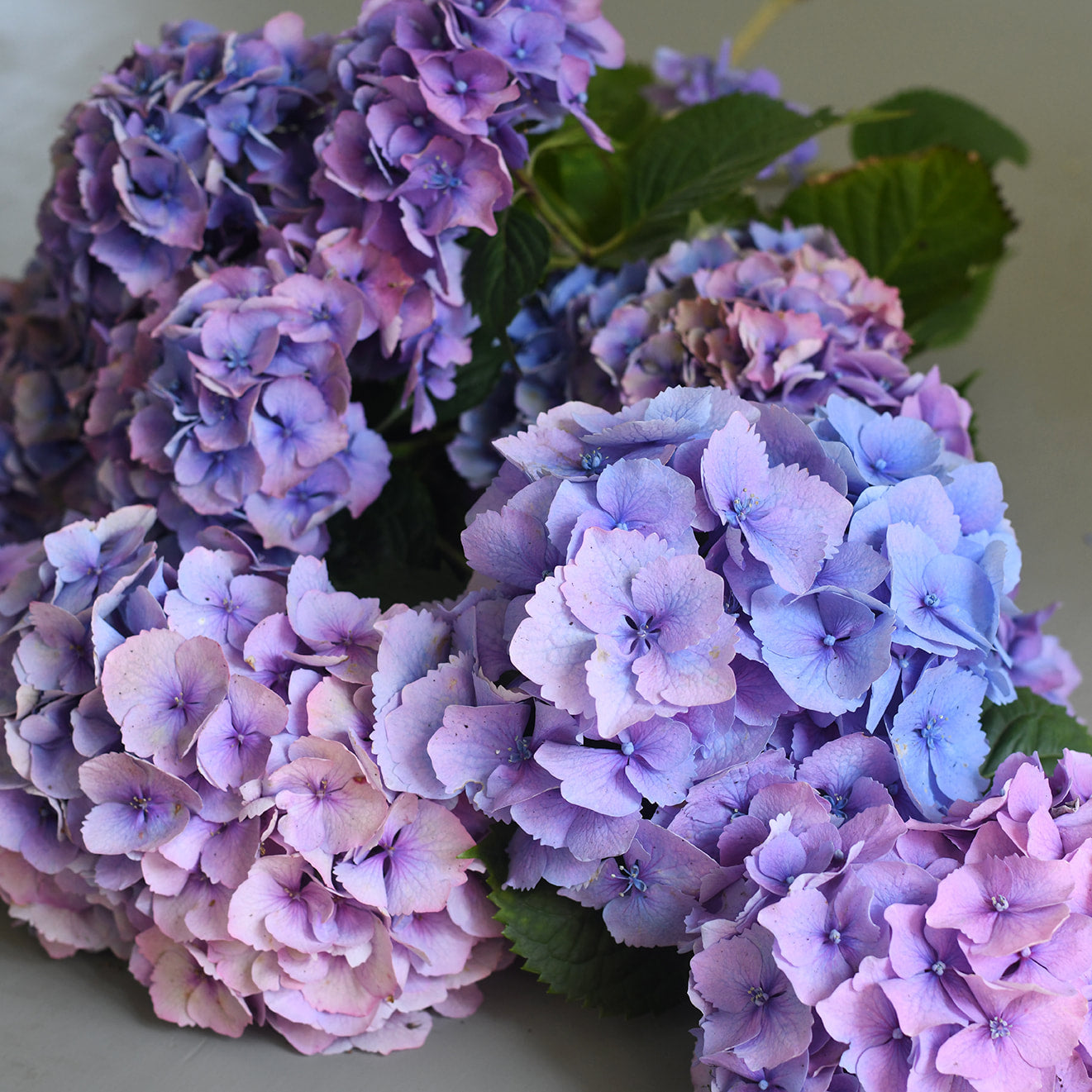 Hydrangea - Penny Mac Blue