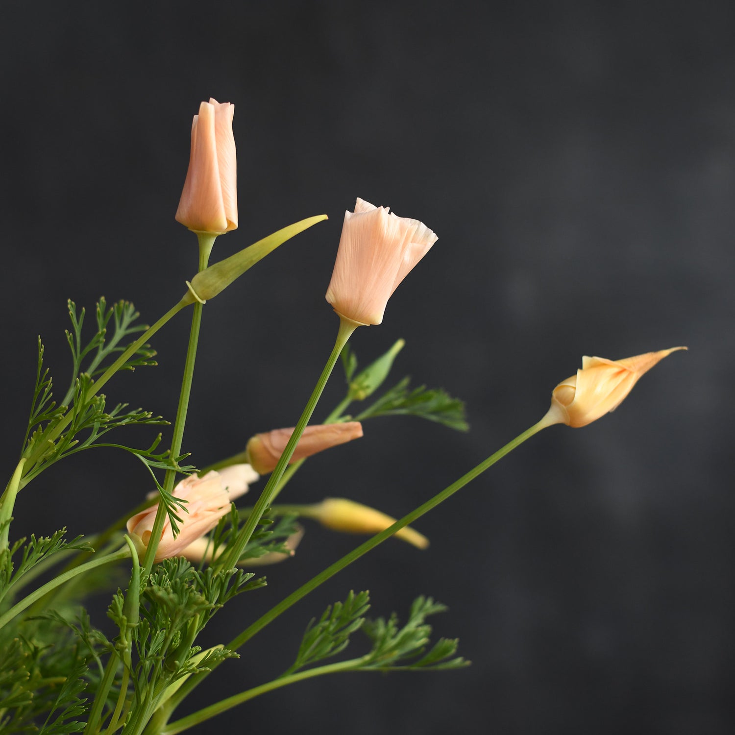 Poppy Thai Silk - Pink Champagne
