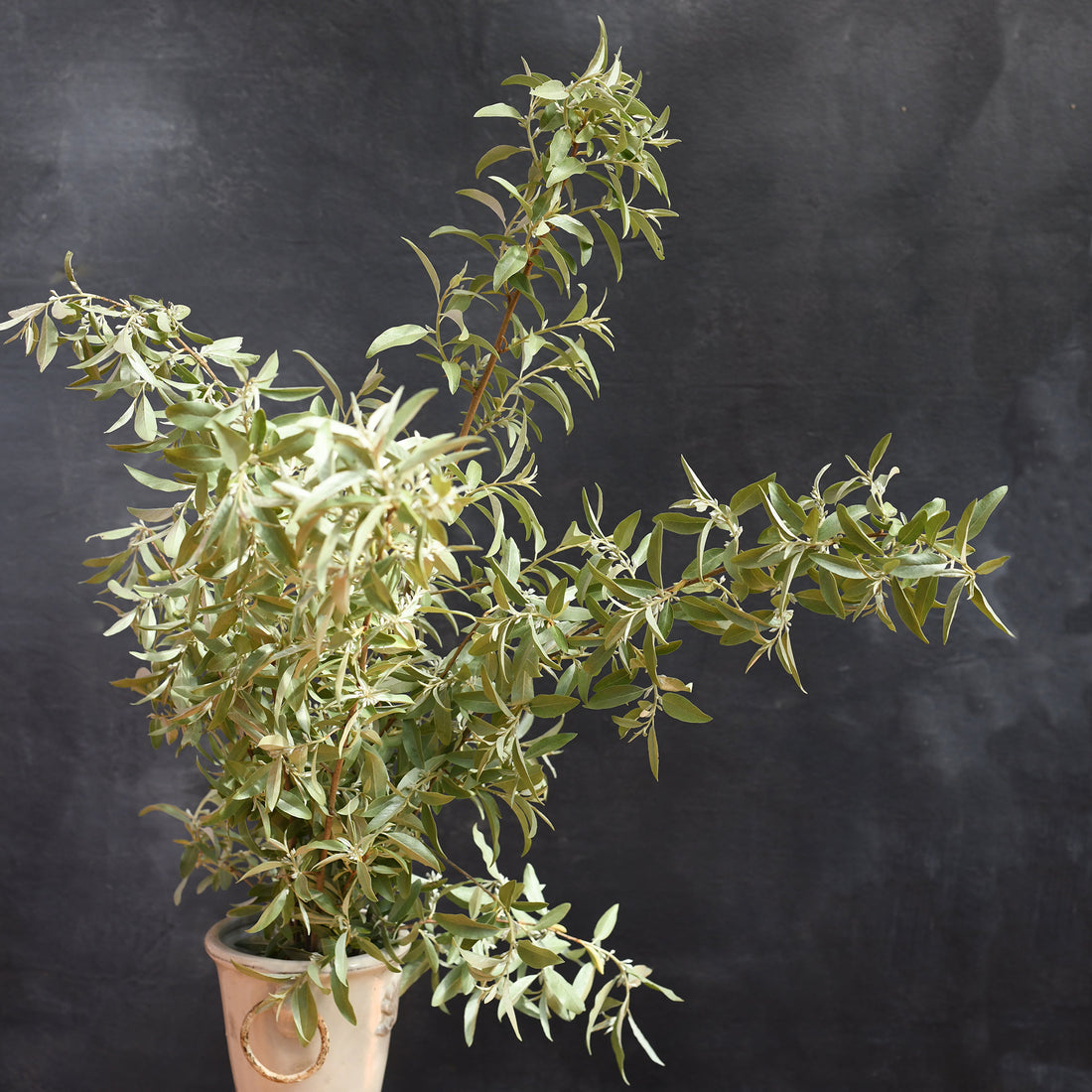 Elaeagnus - Quicksilver (no flowers)