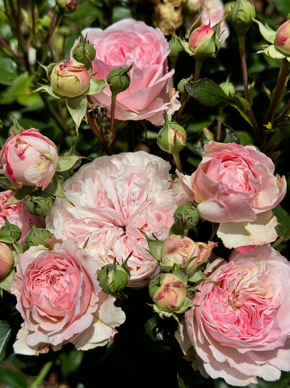 Rose - Maria Theresia