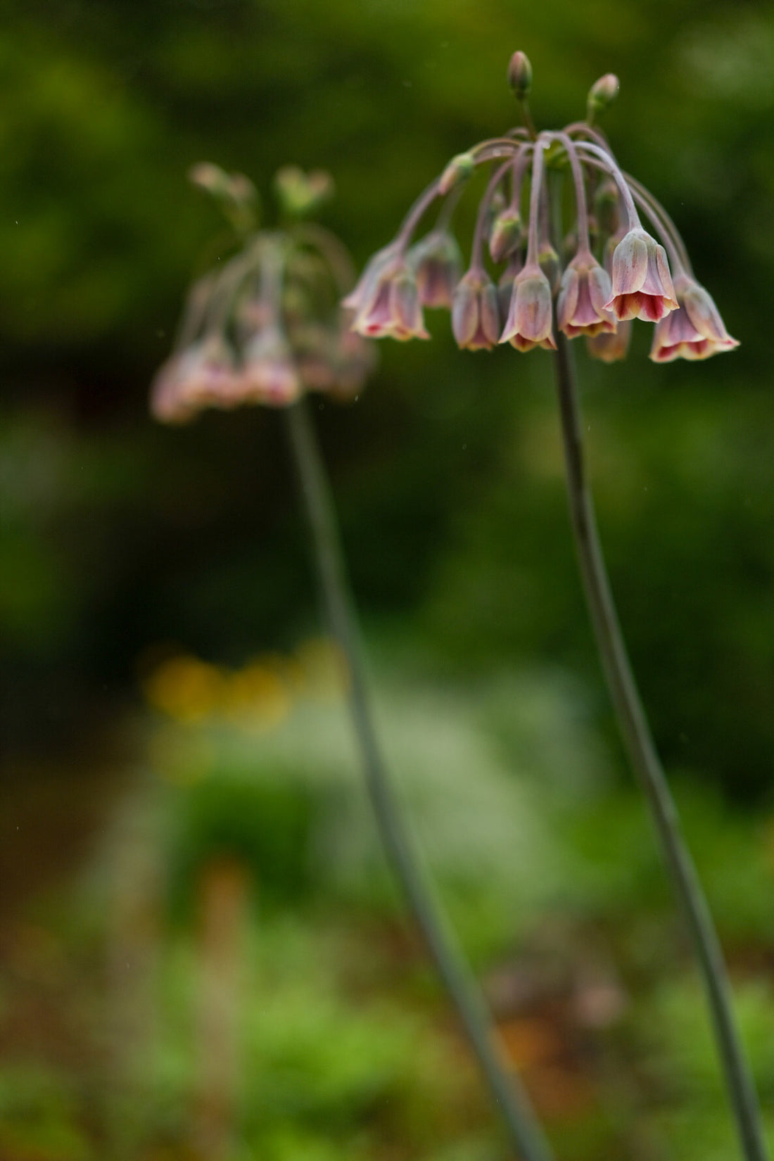 Allium - Nectaroscordum