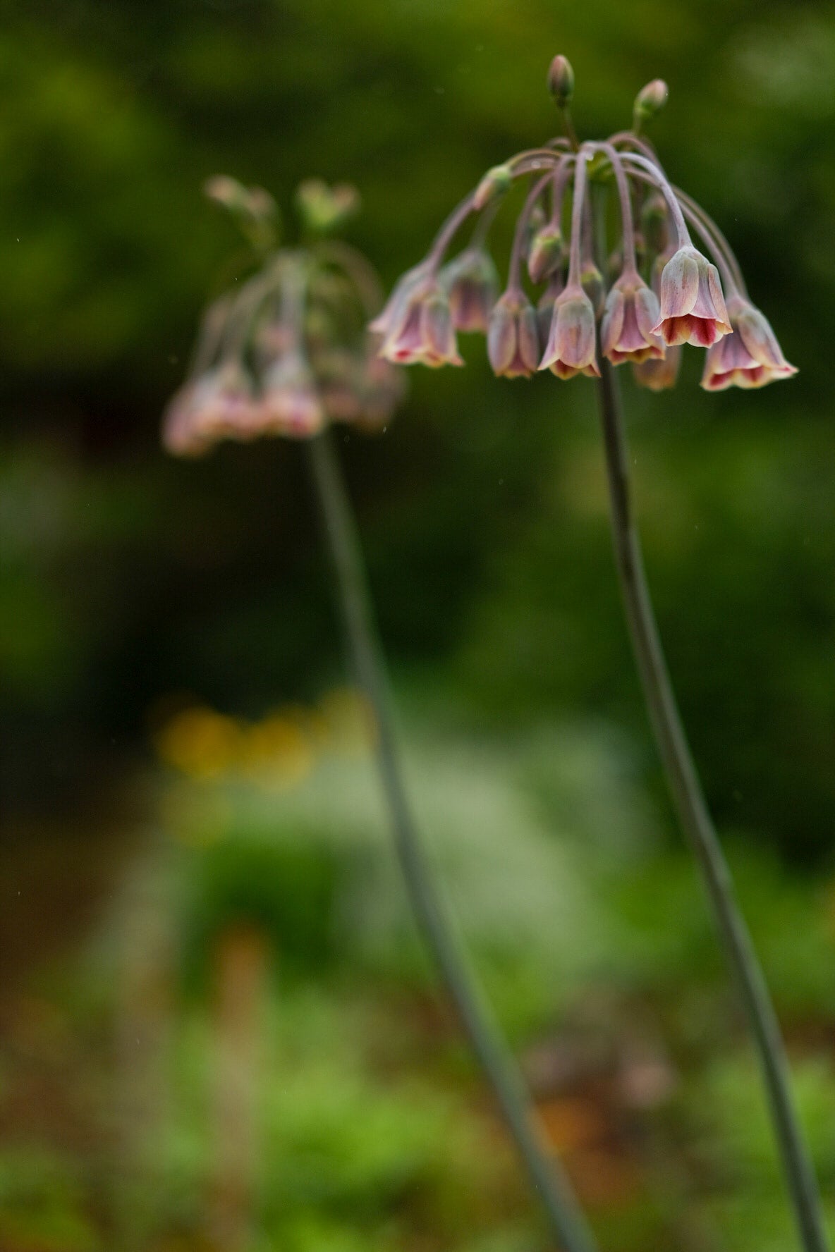 Allium - Nectaroscordum