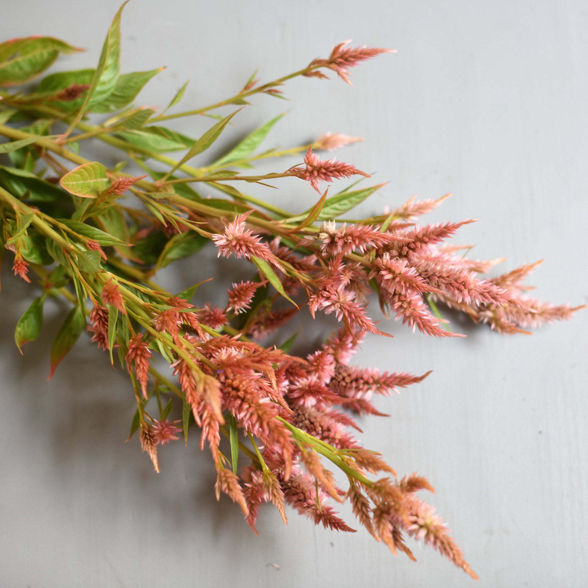 Celosia - Celway Terracotta