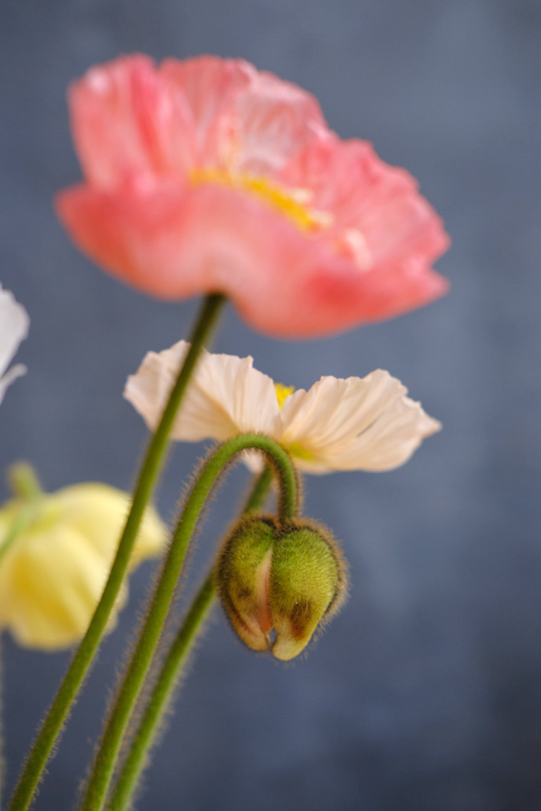 icelandic poppy.jpg