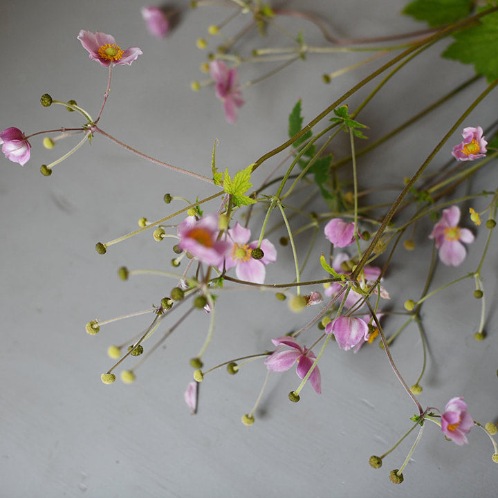 Japanese Anemone - Pink