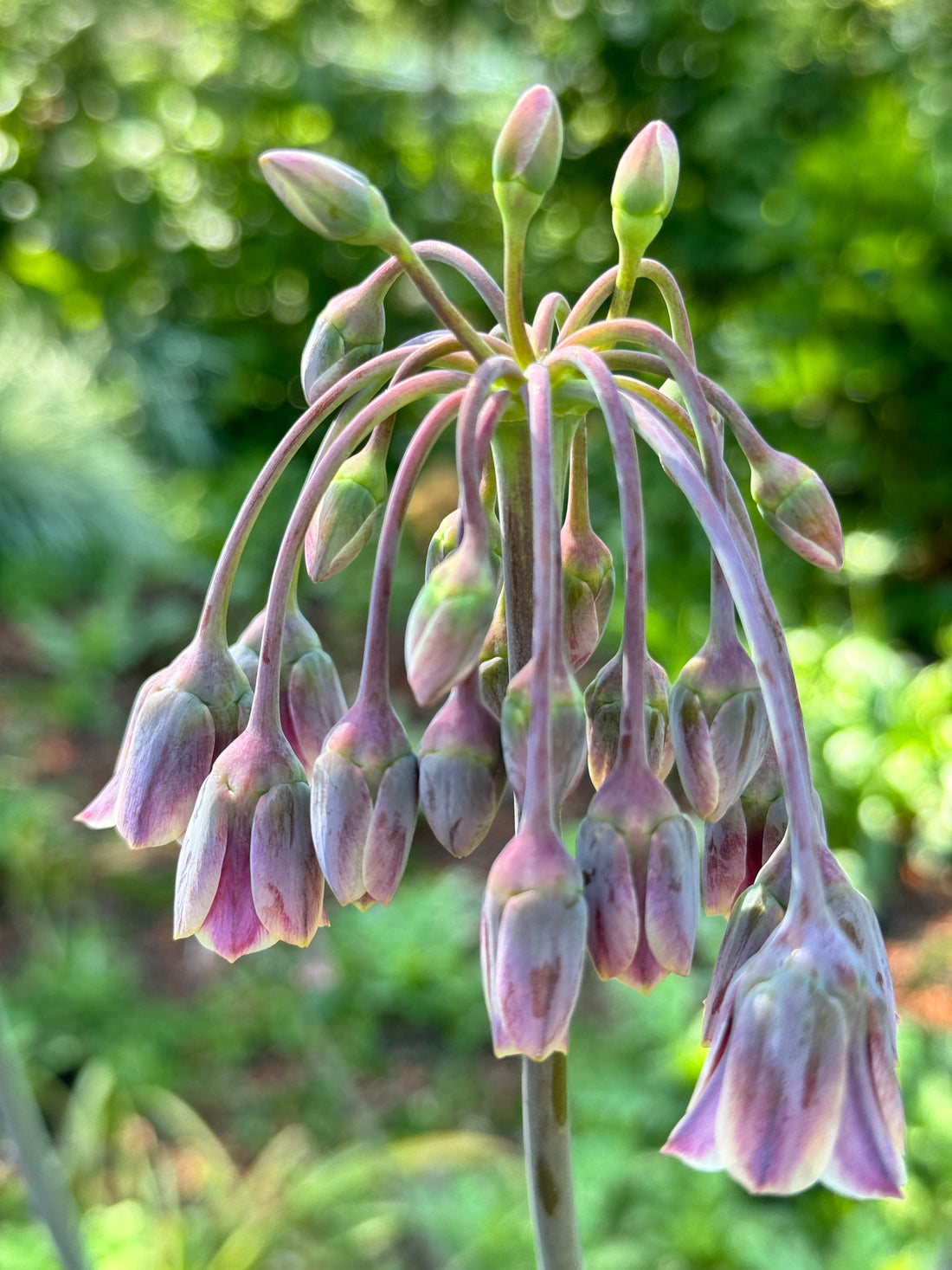 Allium - Nectaroscordum