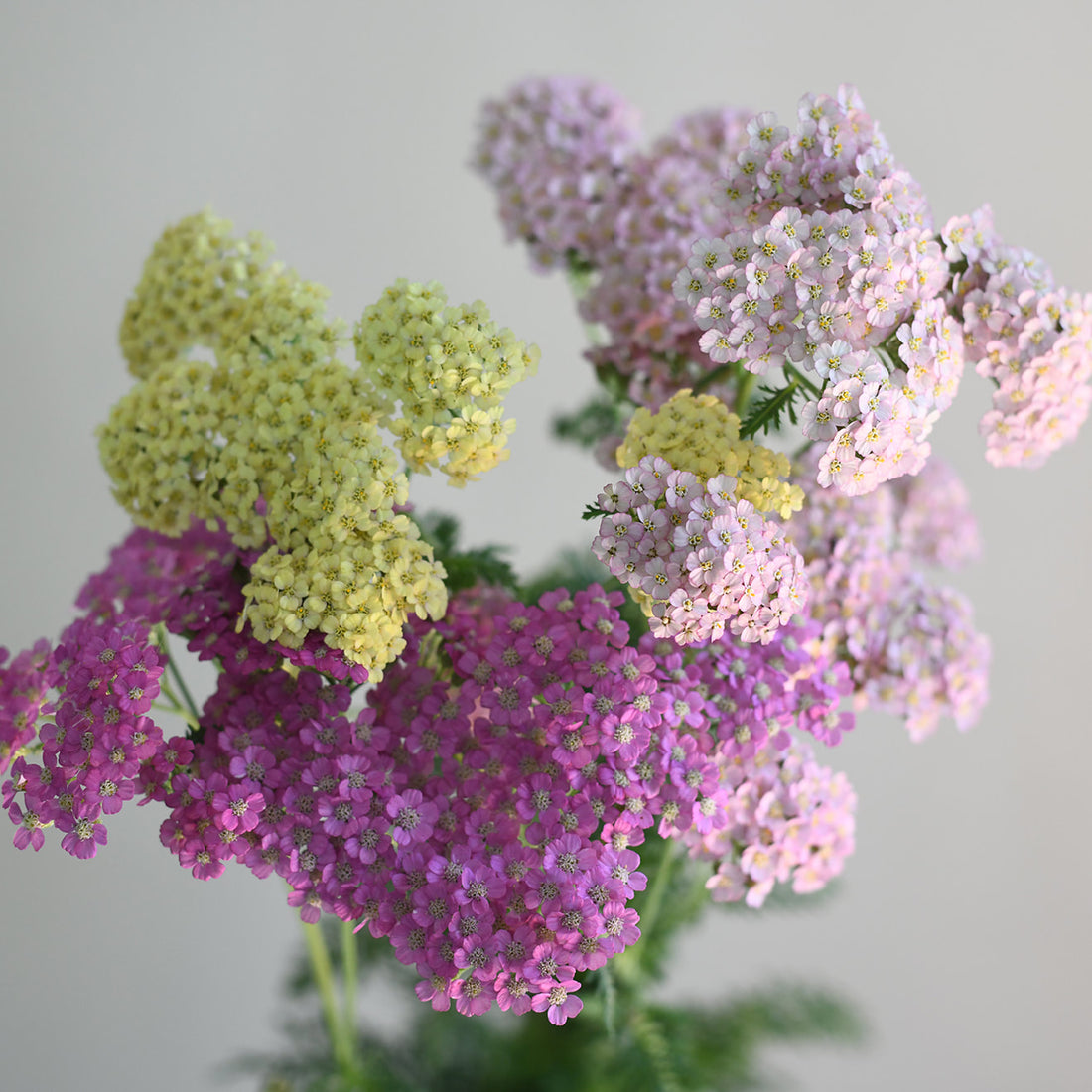 Yarrow - Summer Pastels