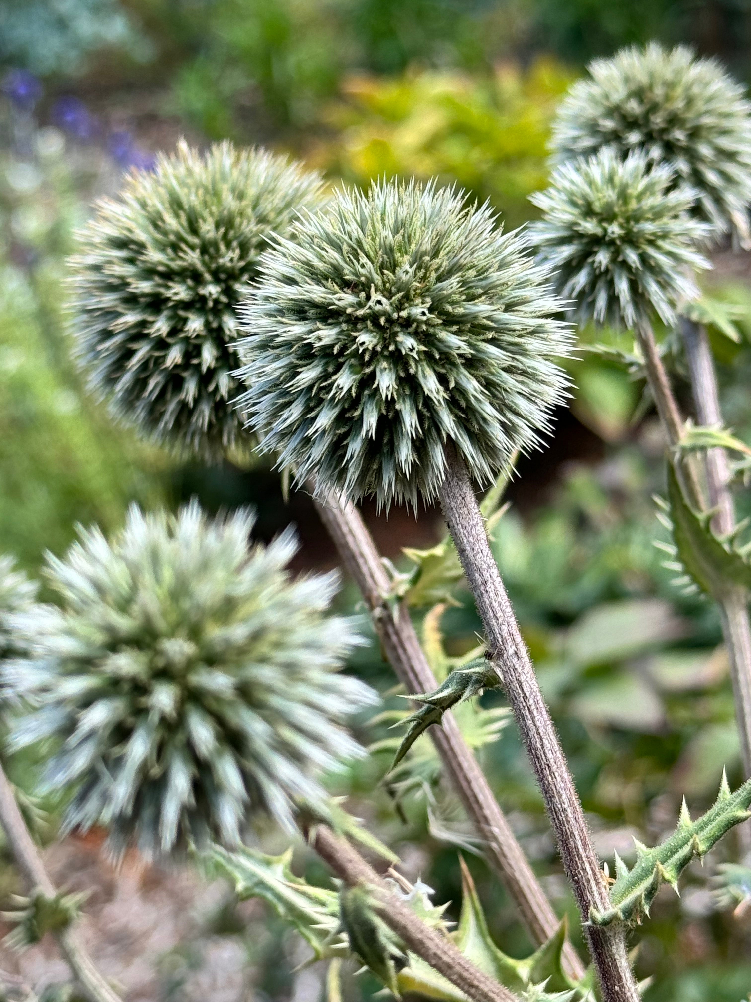 Echinops - Arctic Glow XL