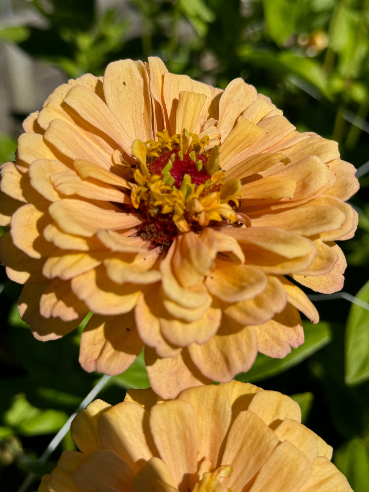 Zinnia - Golden Hour