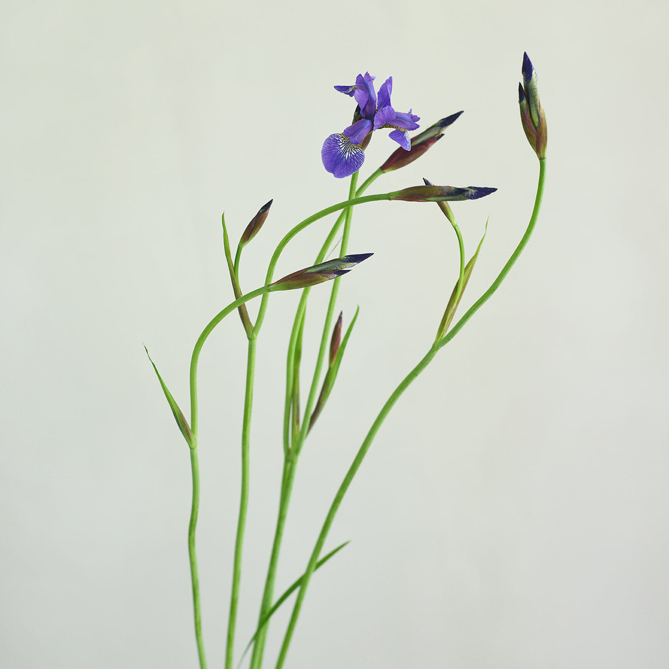 Iris Siberian - Purple