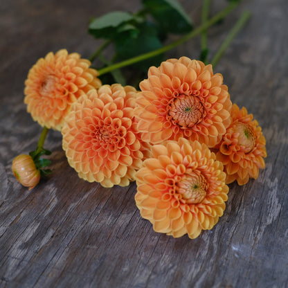 Dahlia fresh mix bunch (9 stems)