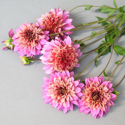 Dahlia fresh mix bunch (9 stems)