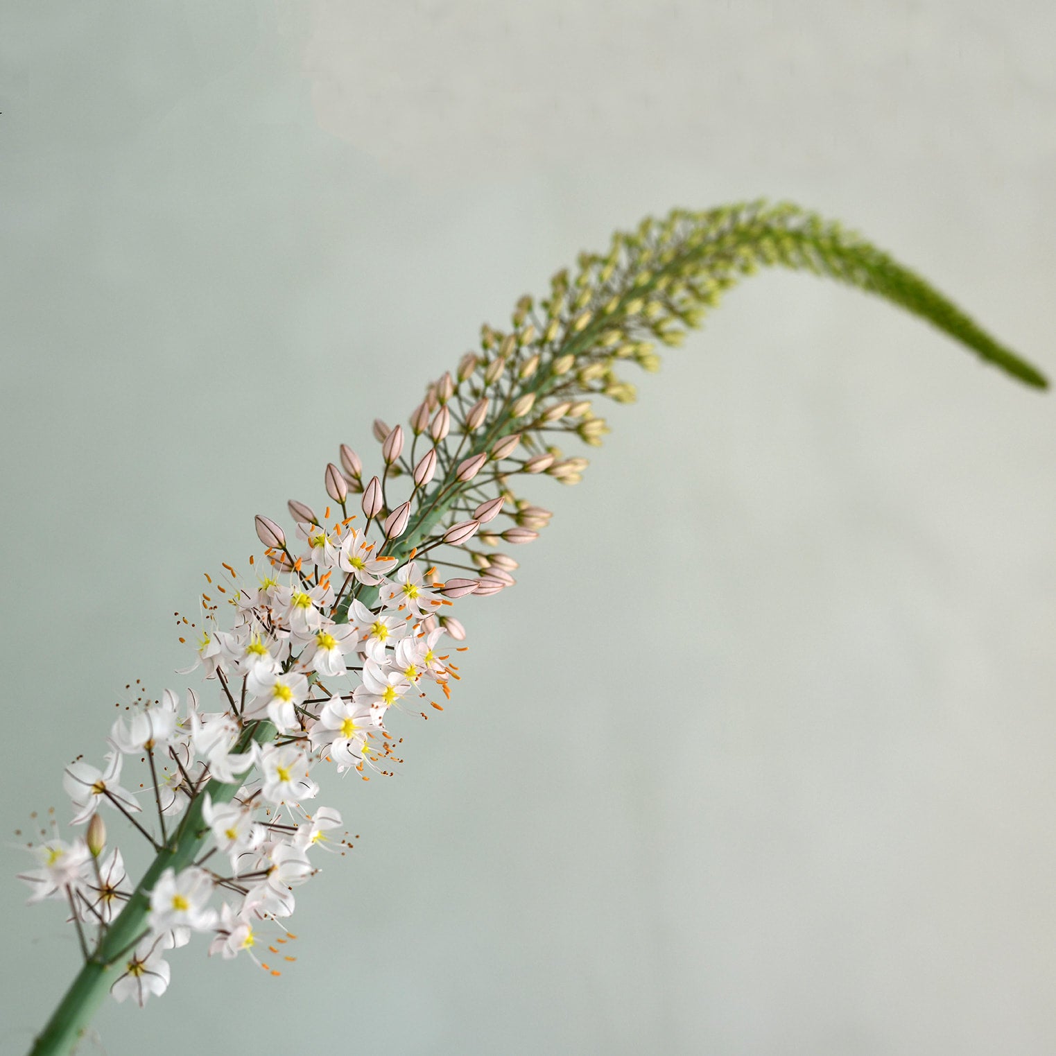 Products – Page 23 – Fleuris Orchard & Blooms