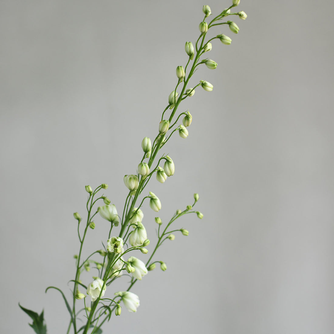 Delphinium - Aurora White