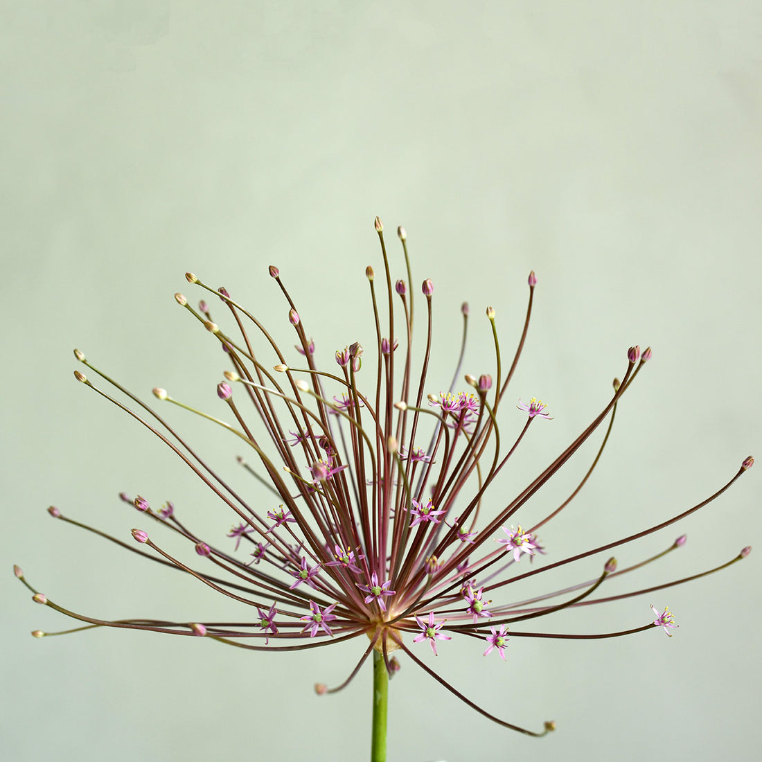 Allium - Schubertii