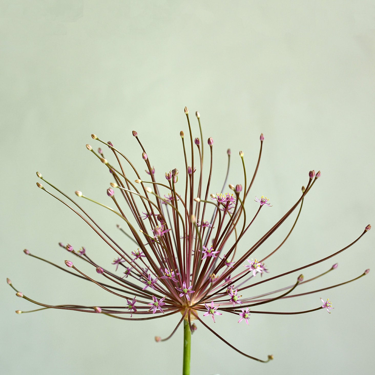 Allium - Schubertii