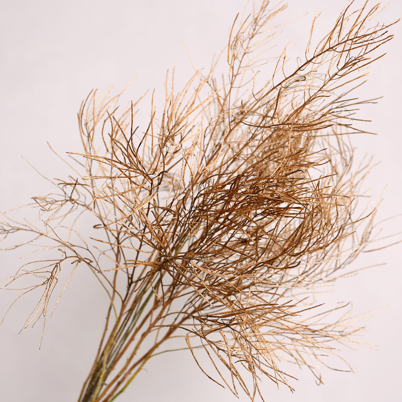 Hesperis Seed Pods