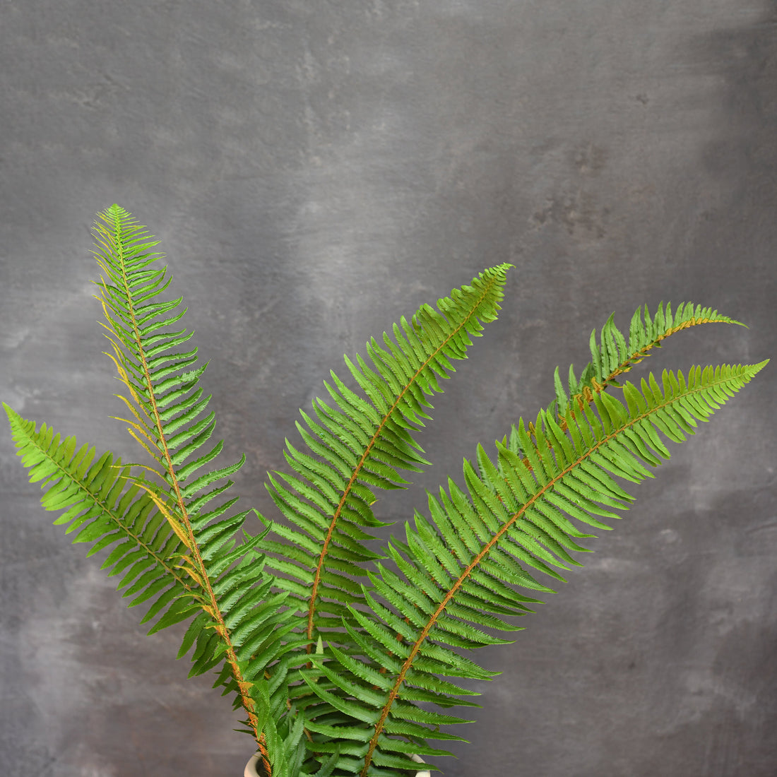 Fern - Sword