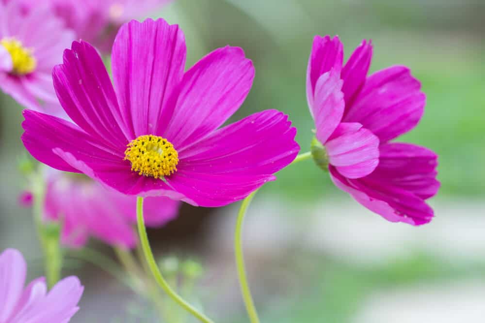 Cosmos - Violet