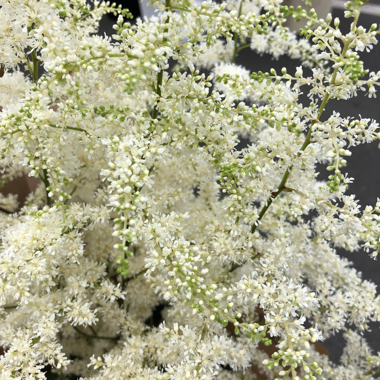 Astilbe - Bridal Veil jumbo