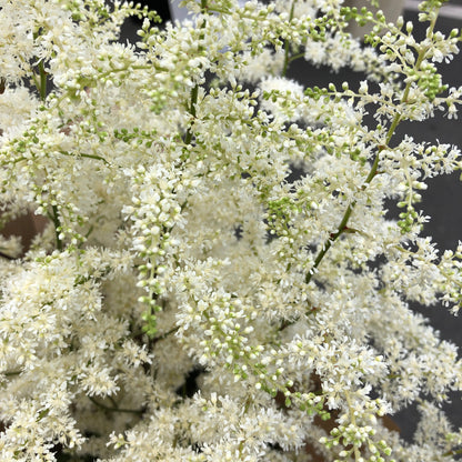 Astilbe - Bridal Veil jumbo