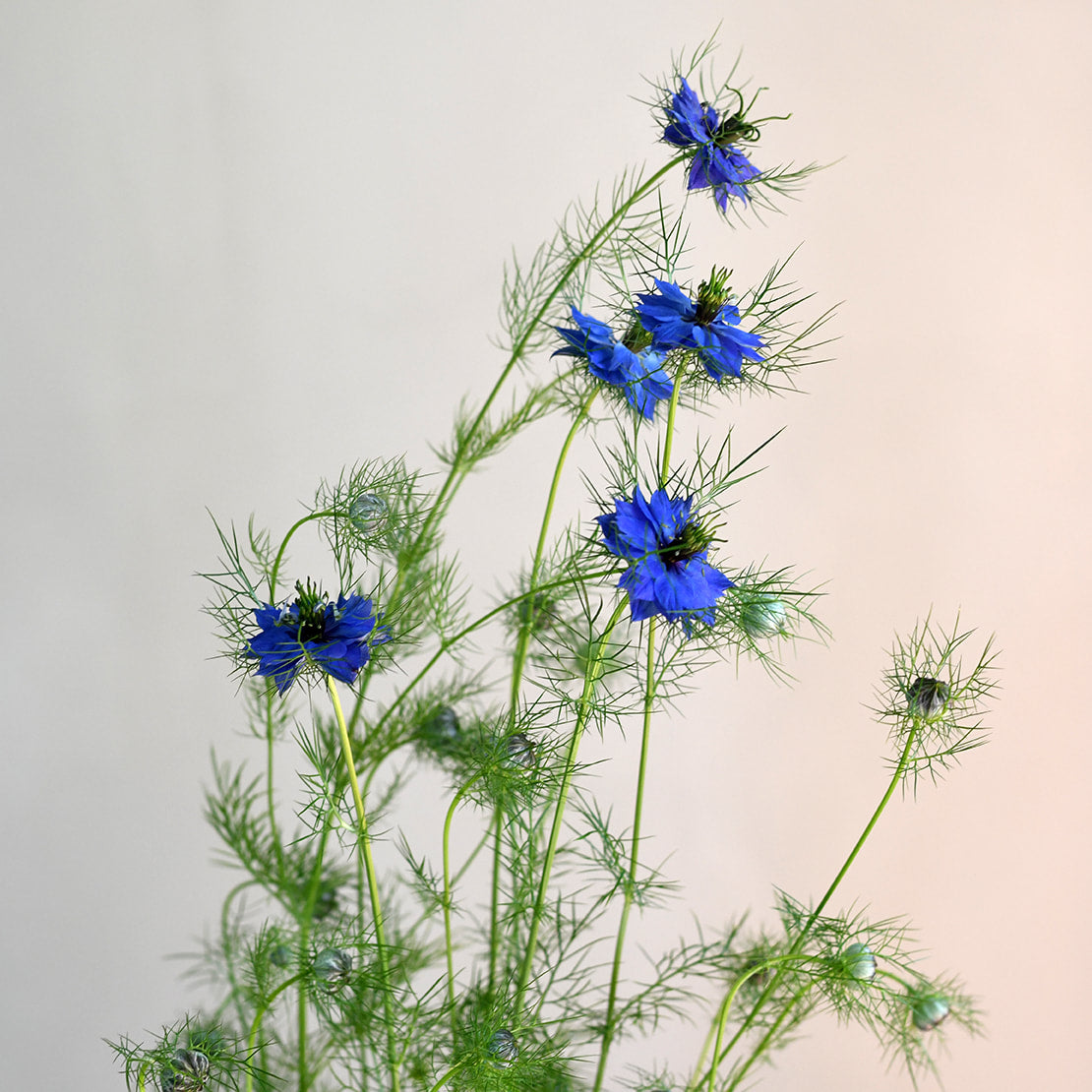 Nigella - Miss Jekyll Blue