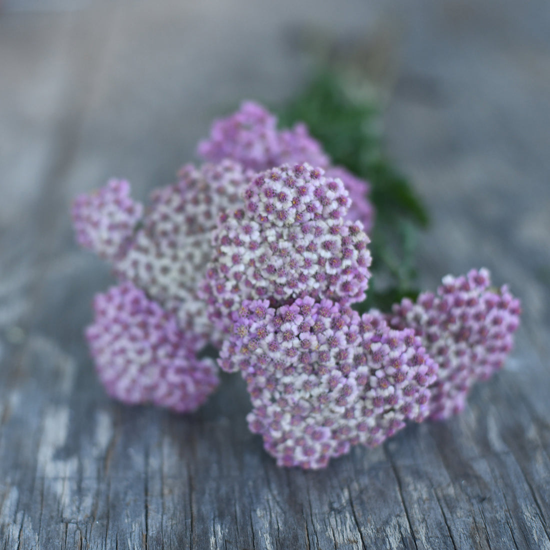 Yarrow - New Vintage Rose