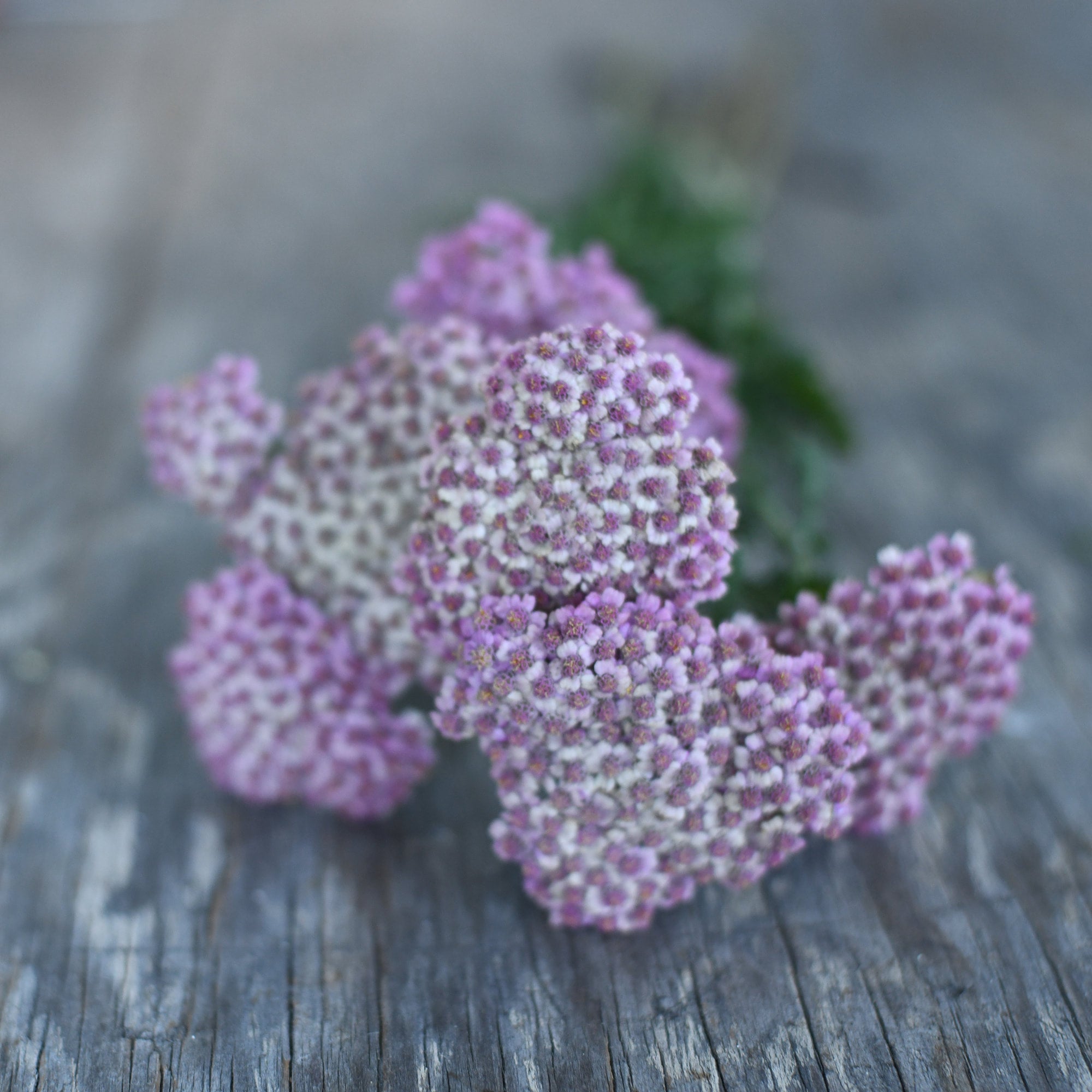 Yarrow - New Vintage Rose