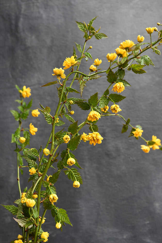 Kerria Japonica Pleniflora - Japanese Marigold Bush XL