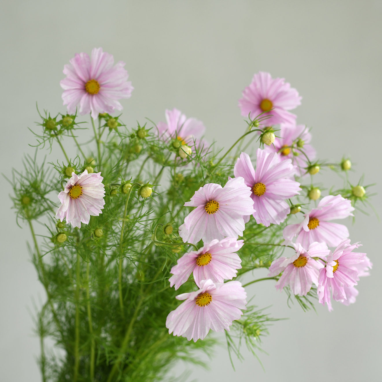 Cosmos - Cupcake Blush